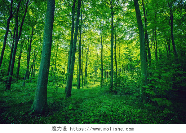在春天的绿颜色的森林落叶312植树节